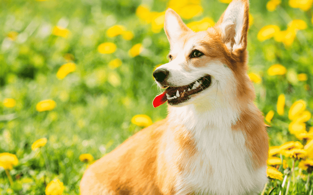 Summer Heat Safety Tips For Pets