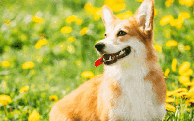 Summer Heat Safety Tips For Pets