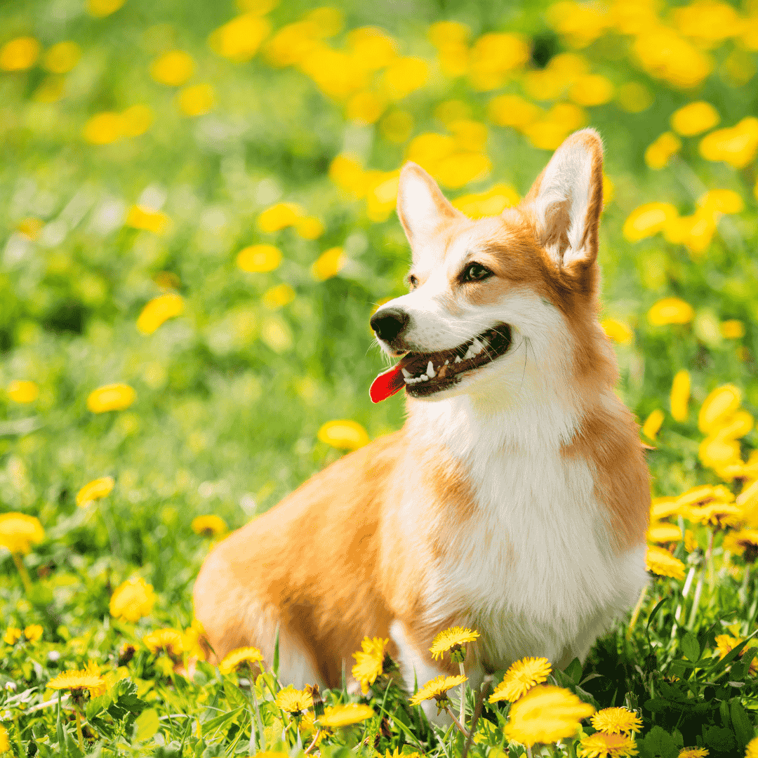 Summer Dog cover