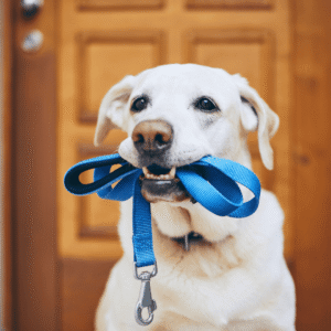Pets Crave Consistency