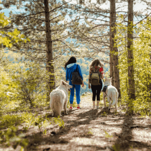 Dog-Friendly Hikes and Day Trips