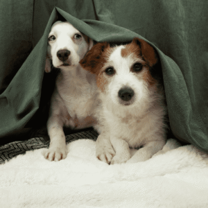 Understand Why Pets Fear Fireworks