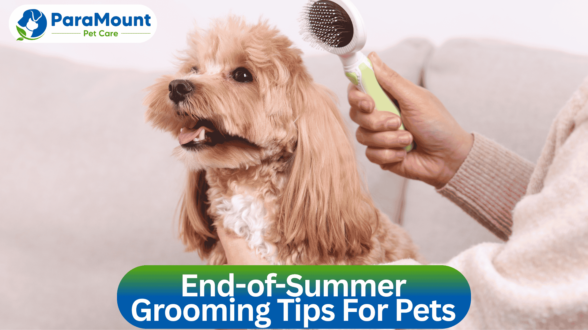 End-of-Summer Grooming Tips For Pets