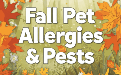 Fall Pet Allergies & Pests