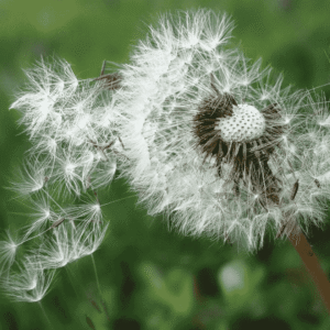 Fall Pollen and Environmental Allergies