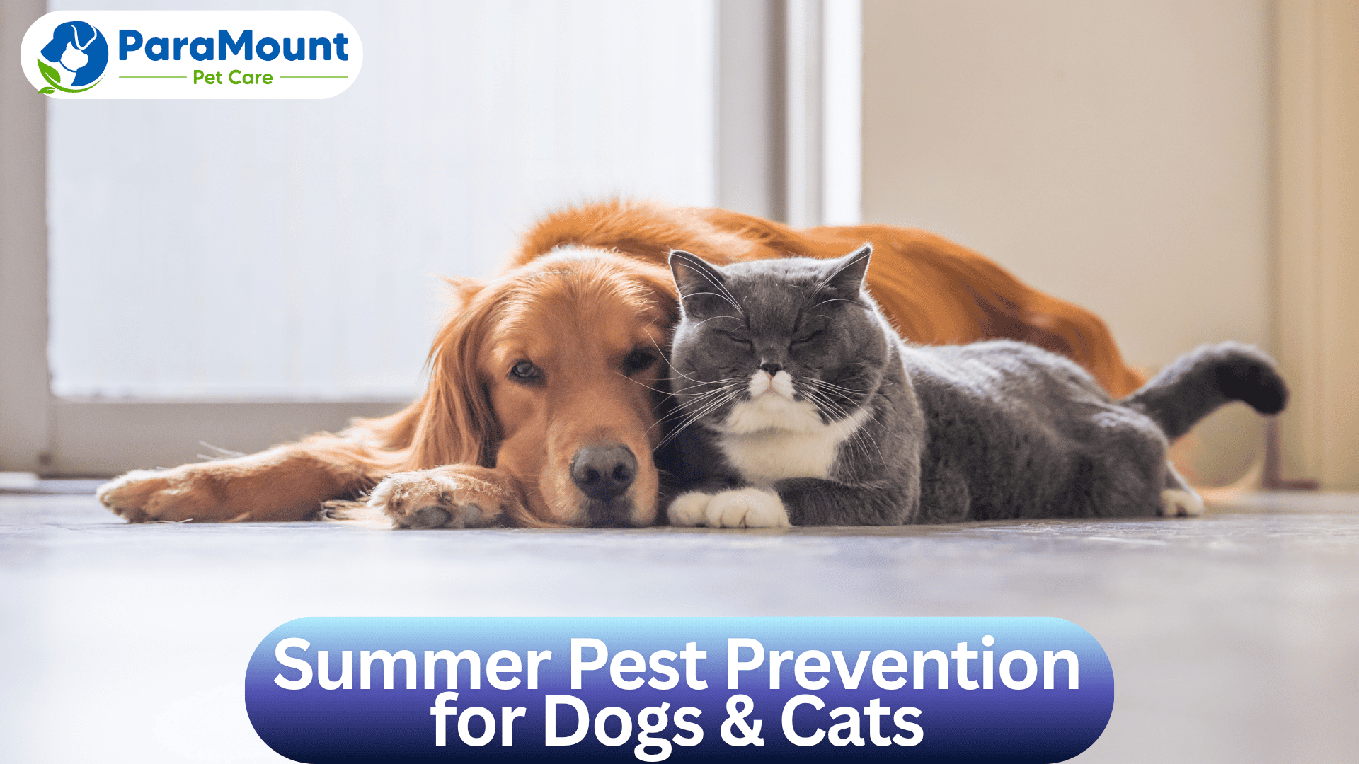 Summer Pest Prevention for Dogs & Cats