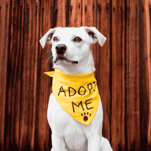 Why Always Adopt, Don’t Shop