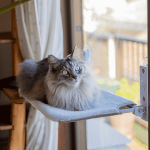 Set Up a Cat TV Marathon