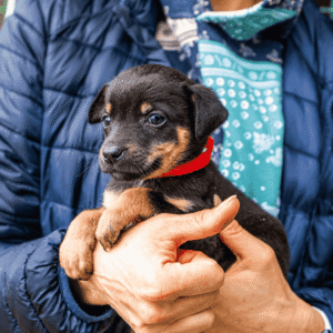 Ethical Adoption in Luzerne County