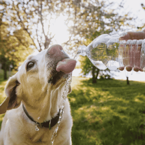 Stay Safe in the Summer Heat