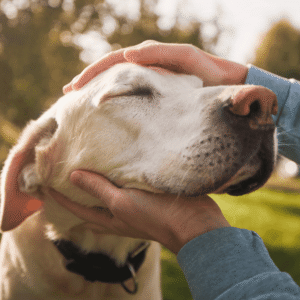 ParaMount Pet Care: Loving In-Home Care You Can Trust