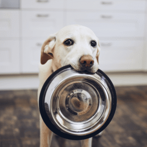 Keep Bowls Fresh and Clean