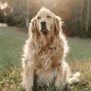 Why Heat Is Harder on Senior Dogs