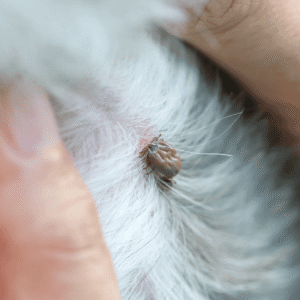 Lingering Ticks in Pennsylvania