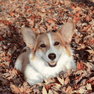 Avoid Leaf Pile Hazards