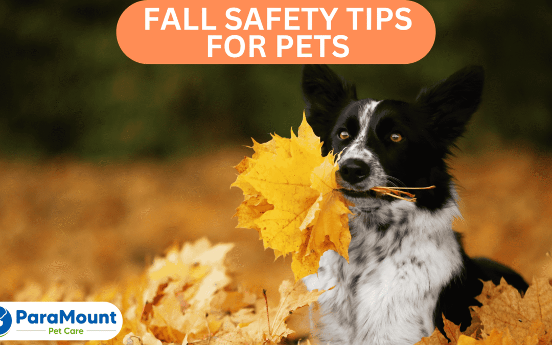 Fall Safety Tips For Pets