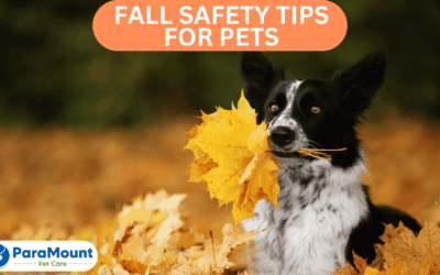 Fall Safety Tips For Pets