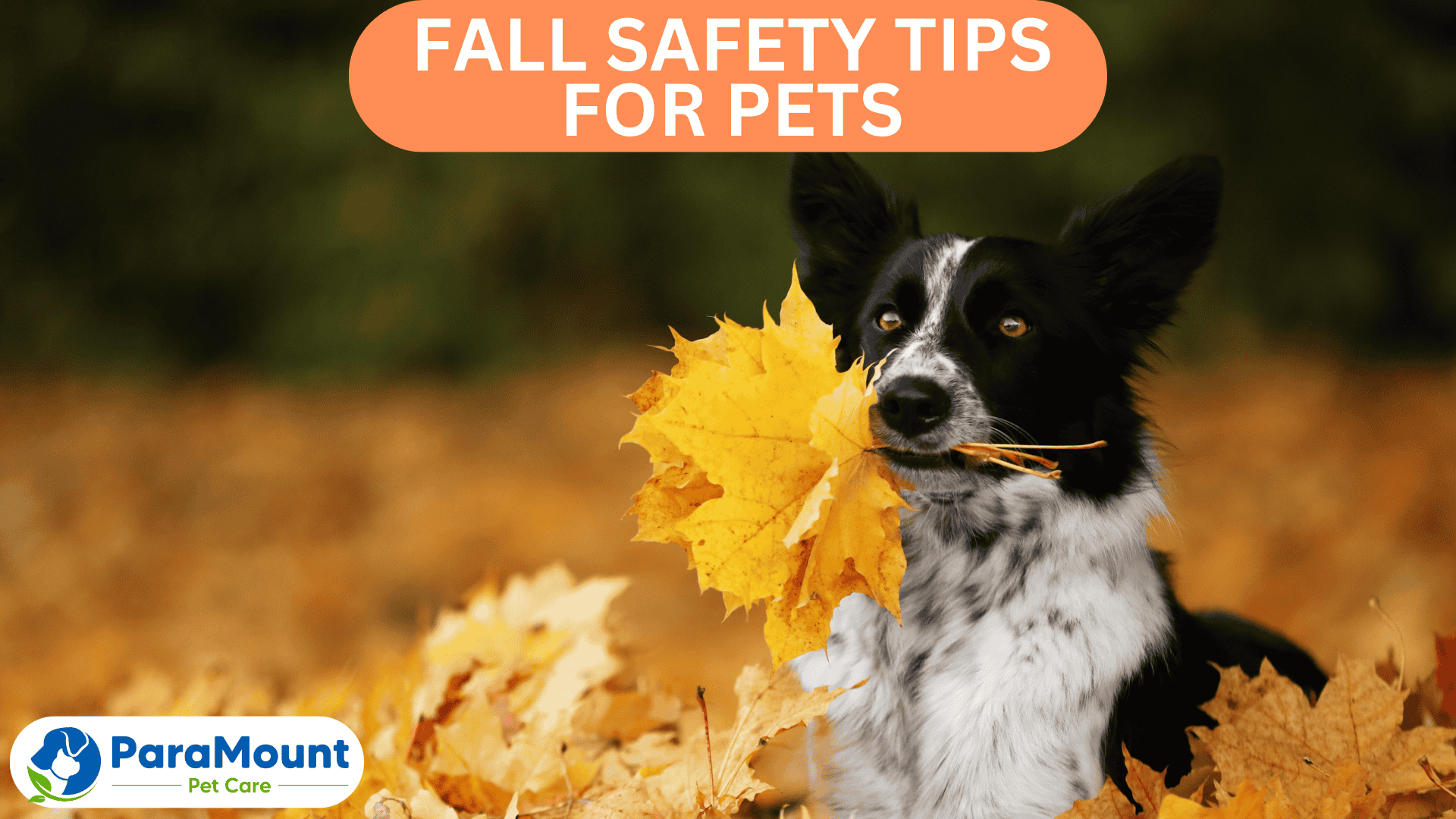 Fall Safety Tips For Pets