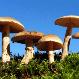 Watch for Wild Mushrooms