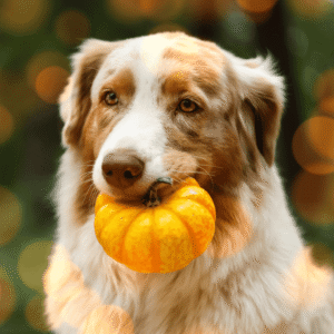 Why Pumpkin Is Great for Pets