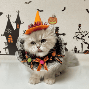 Witchy Whiskers