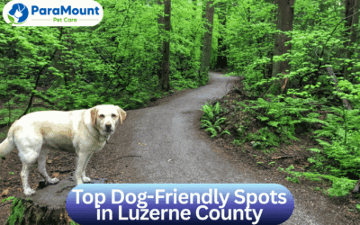 Top Dog-Friendly Spots In Luzerne County