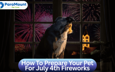 How To Prepare Your Pet For July 4th Fireworks