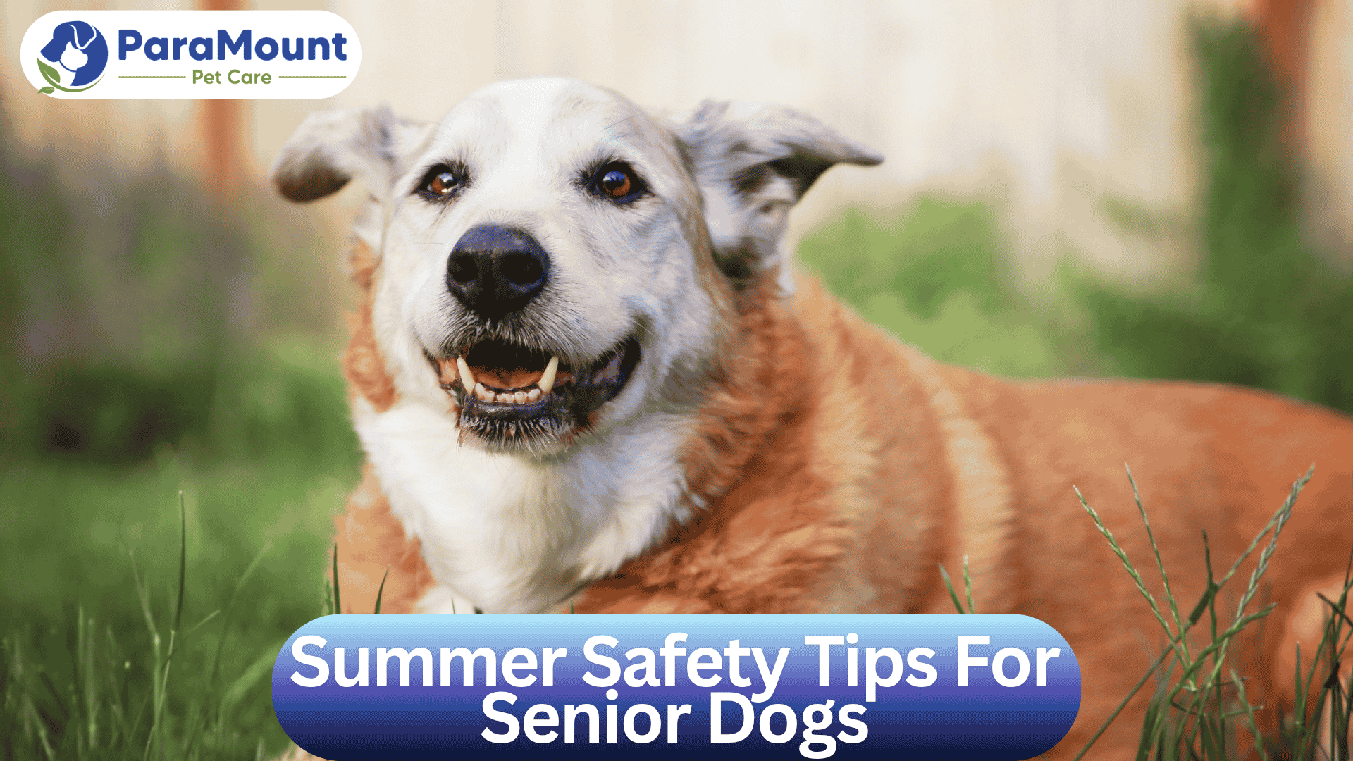 ParaMount Pet Care Covers