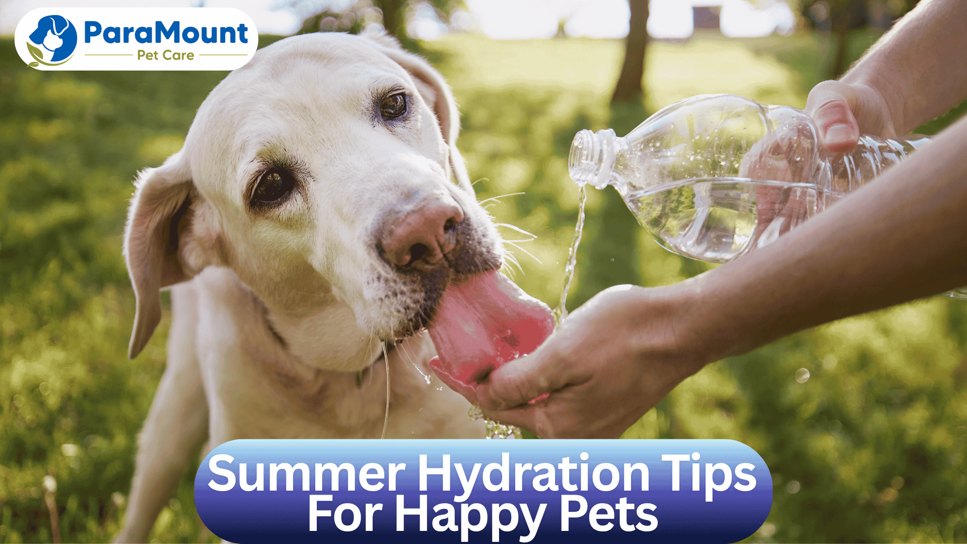Summer Hydration Tips For Happy Pets