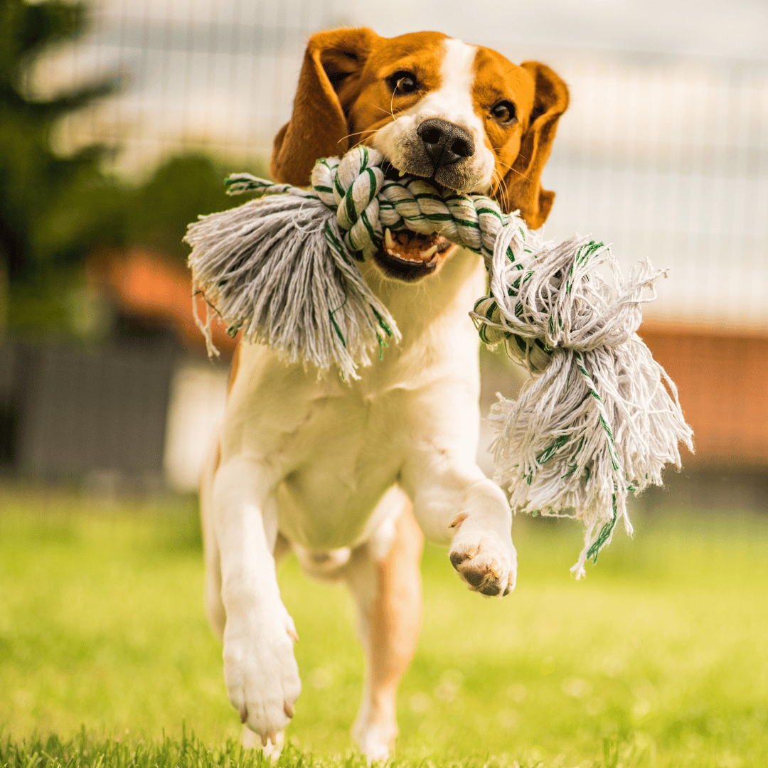 Exercise, Enrichment, and Safety